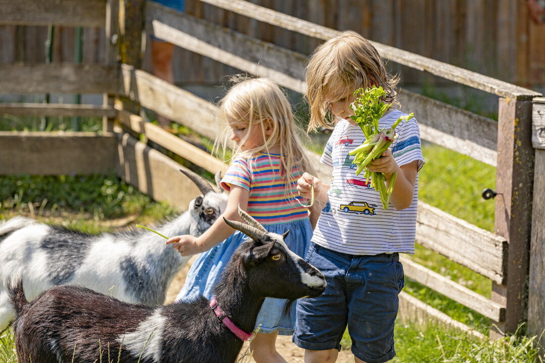 Kinder beim Ziegen füttern